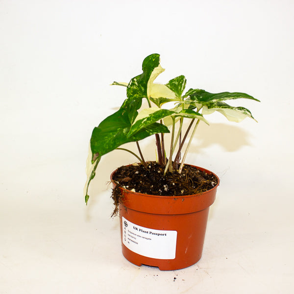 Syngonium albo variegata 1