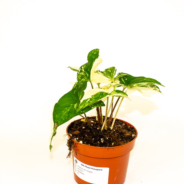 Syngonium albo variegata 2