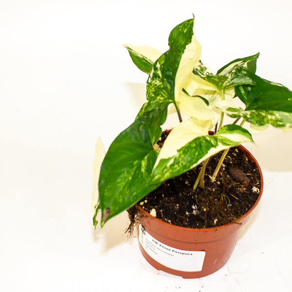 Syngonium albo variegata 3