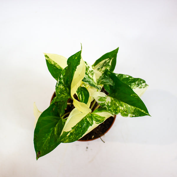 Syngonium albo variegata 4