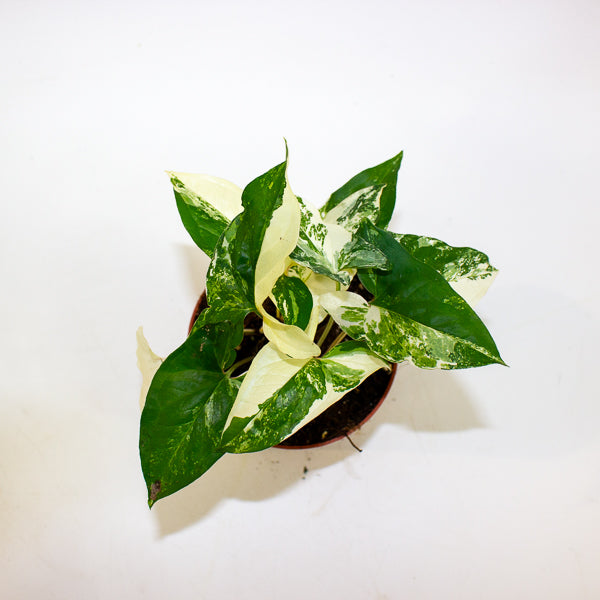 Syngonium albo variegata 5