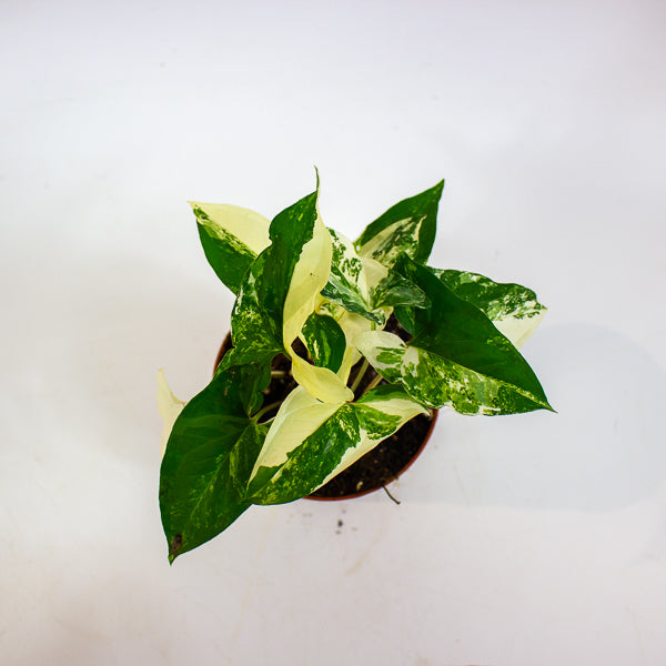 Syngonium albo variegata 6