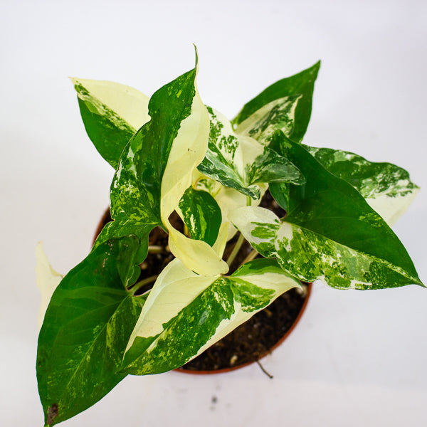 Syngonium albo variegata 7