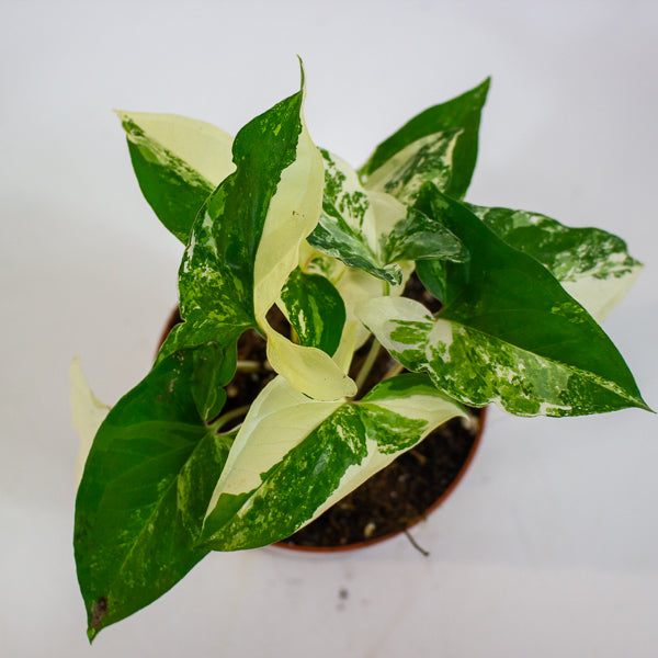 Syngonium albo variegata 8