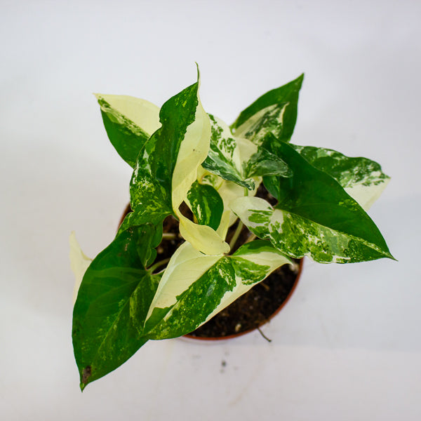 Syngonium albo variegata 9