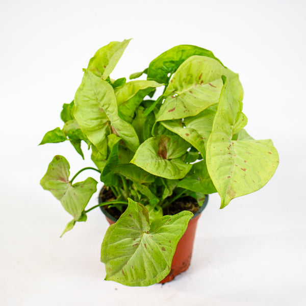 Syngonium podophyllum 'milk confetti' 12cm H25cm