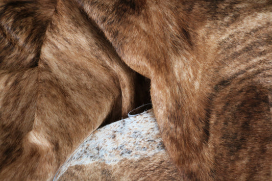 Syngonium podophyllum 'milk confetti' 12cm H25cm