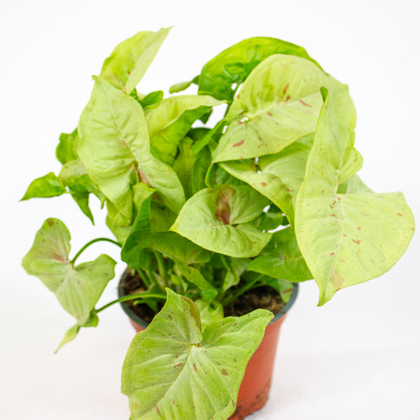 Syngonium podophyllum 'milk confetti' 12cm H25cm