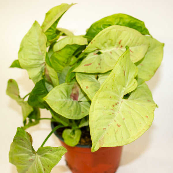 Syngonium podophyllum 'milk confetti' 12cm H25cm