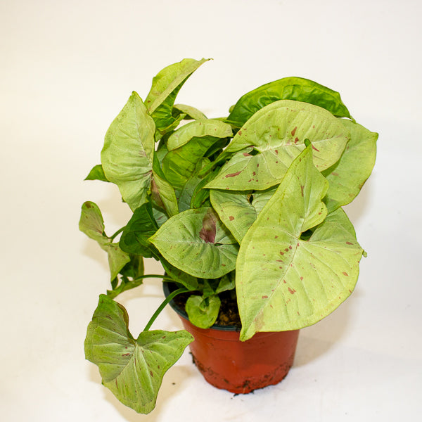 Syngonium podophyllum 'milk confetti' 12cm H25cm