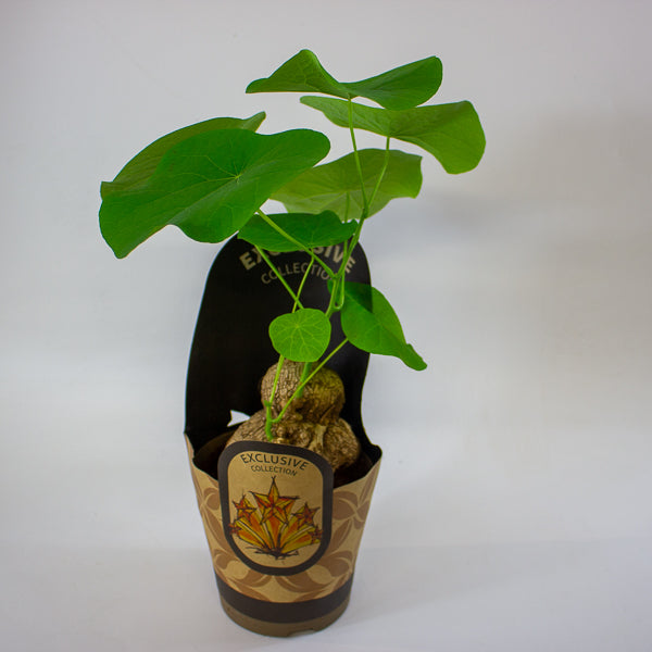 Stephania suberosa 14cm H30cm