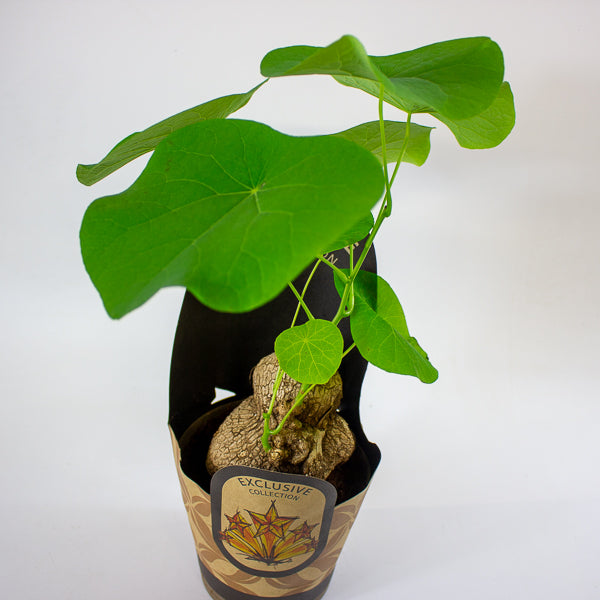 Stephania suberosa 14cm H30cm