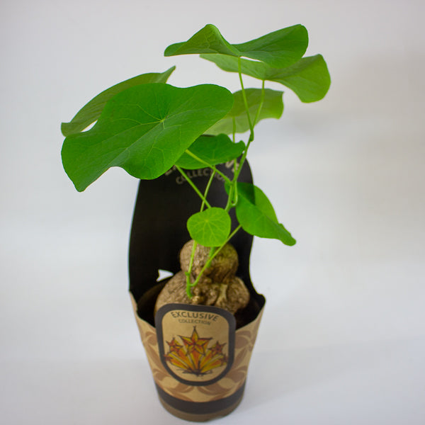 Stephania suberosa 14cm H30cm