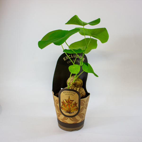 Stephania suberosa 14cm H30cm