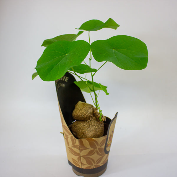 Stephania suberosa 14cm H30cm