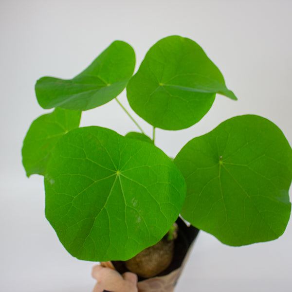 Stephania suberosa 14cm H30cm