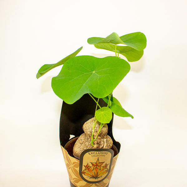 Stephania suberosa 14cm H30cm