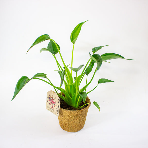 Alocasia 'Tiny Dancer' 11cm H30cm