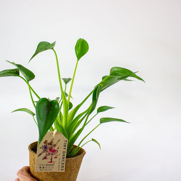 Alocasia 'Tiny Dancer' 11cm H30cm