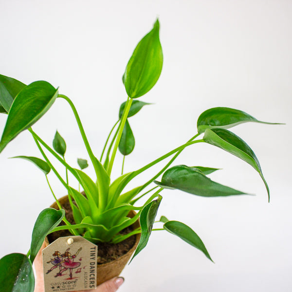 Alocasia 'Tiny Dancer' 11cm H30cm