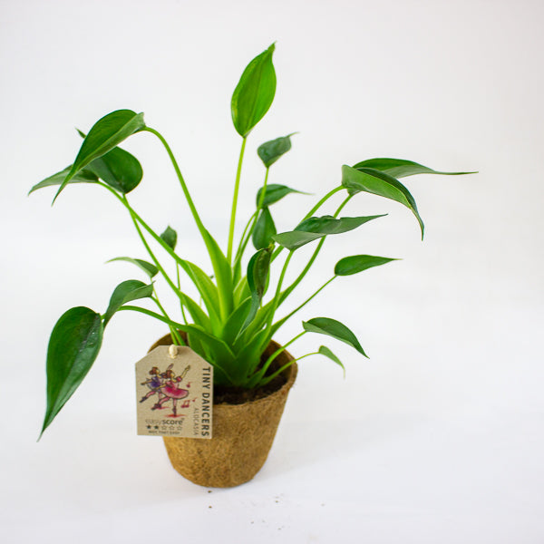 Alocasia 'Tiny Dancer' 11cm H30cm