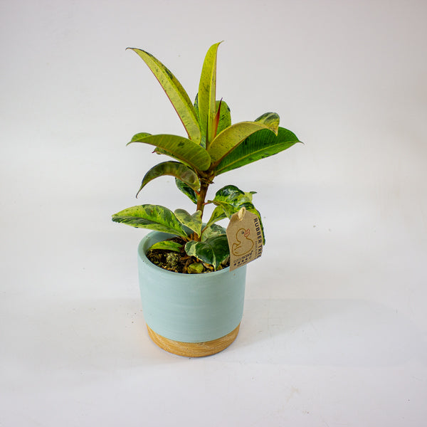 Ficus elastica 'Shivereana' 10cm H20cm
