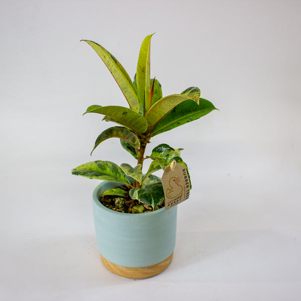 Ficus elastica 'Shivereana' 10cm H20cm