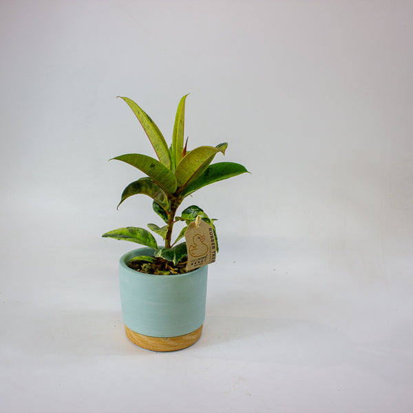 Ficus elastica 'Shivereana' 10cm H20cm