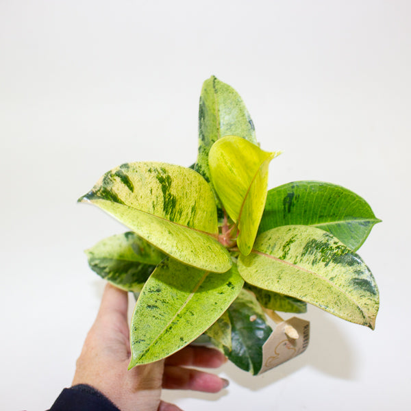 Ficus elastica 'Shivereana' 10cm H20cm