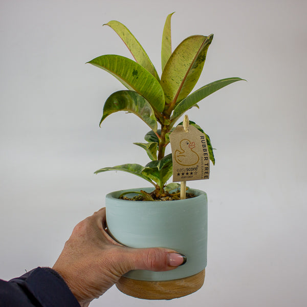 Ficus elastica 'Shivereana' 10cm H20cm
