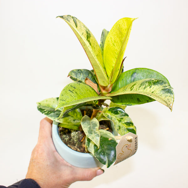 Ficus elastica 'Shivereana' 10cm H20cm