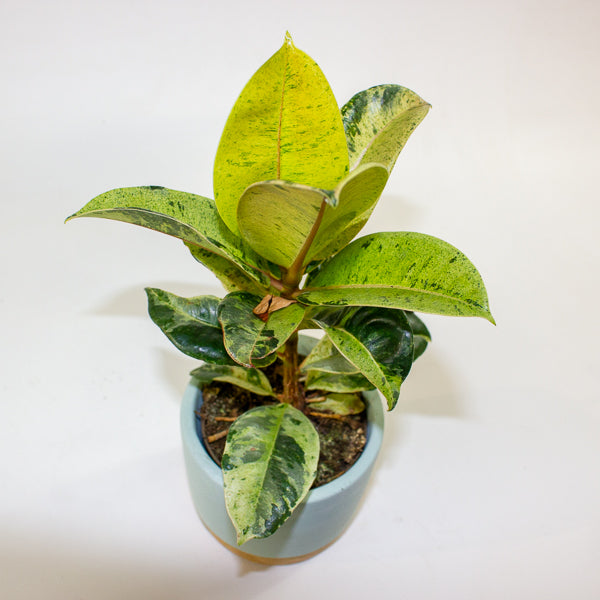 Ficus elastica 'Shivereana' 10cm H20cm