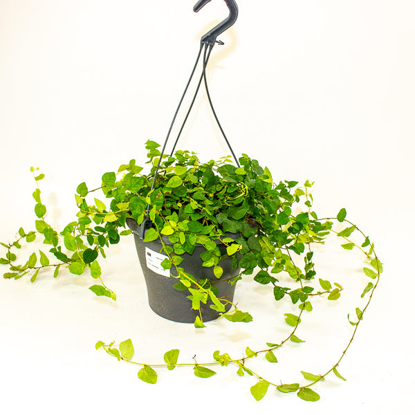 Ficus pumila 19cm H25cm