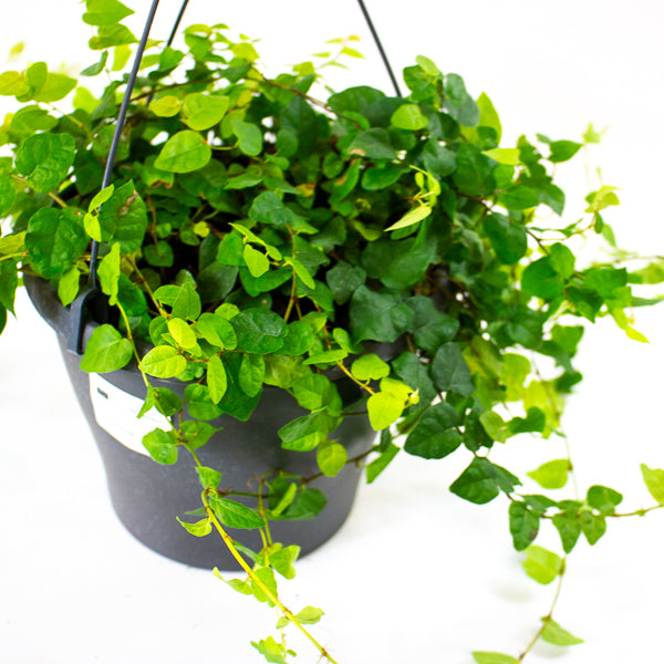 Ficus pumila 19cm H25cm