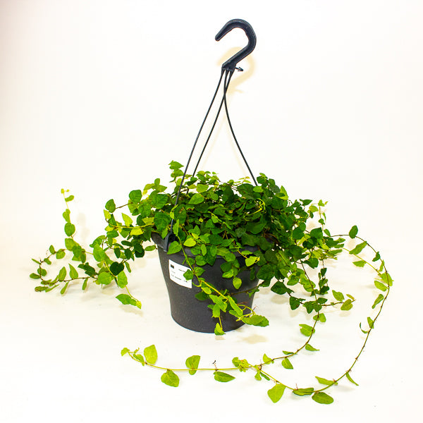 Ficus pumila 19cm H25cm