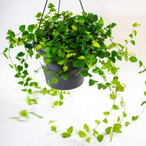 Ficus pumila 19cm H25cm