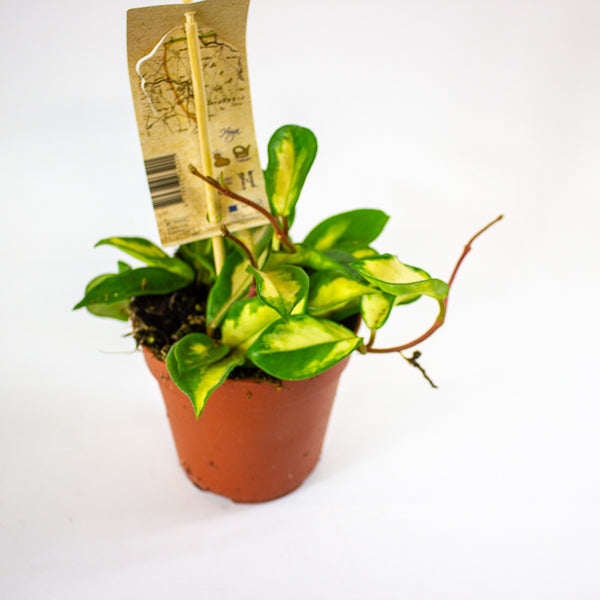 Hoya carnosa 'Tricolor' 12cm H20cm