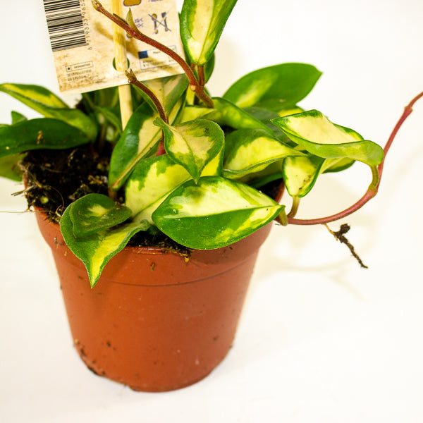 Hoya carnosa 'Tricolor' 12cm H20cm