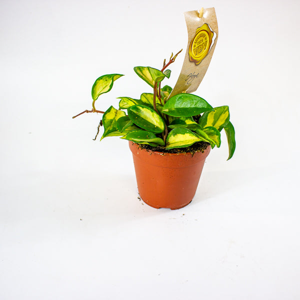 Hoya carnosa 'Tricolor' 12cm H20cm