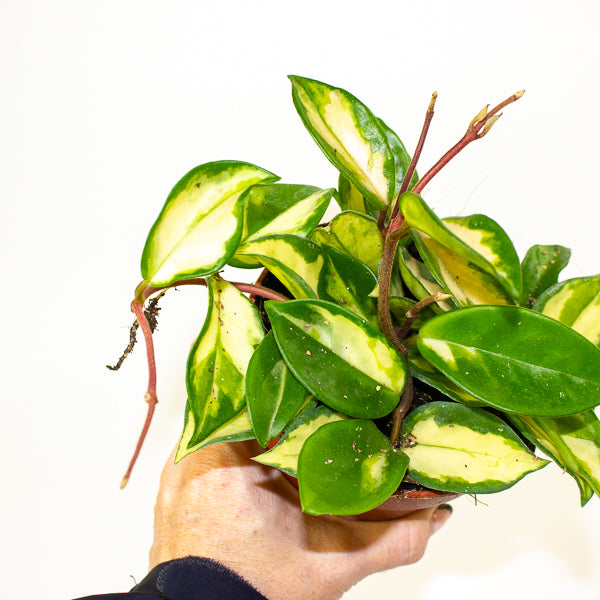 Hoya carnosa 'Tricolor' 12cm H20cm