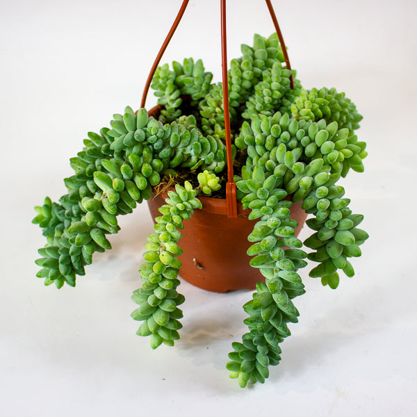Sedum burrito 14cm H25cm