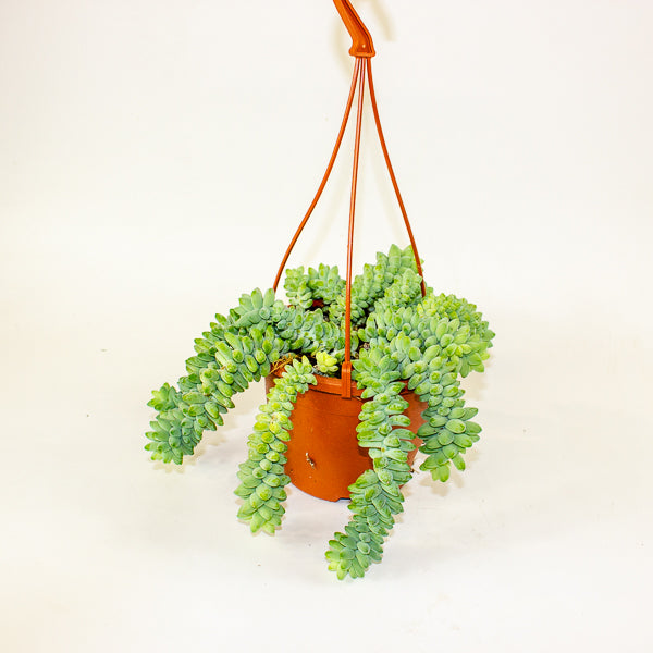 Sedum burrito 14cm H25cm