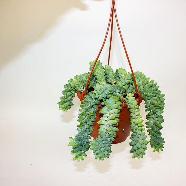 Sedum burrito 14cm H25cm