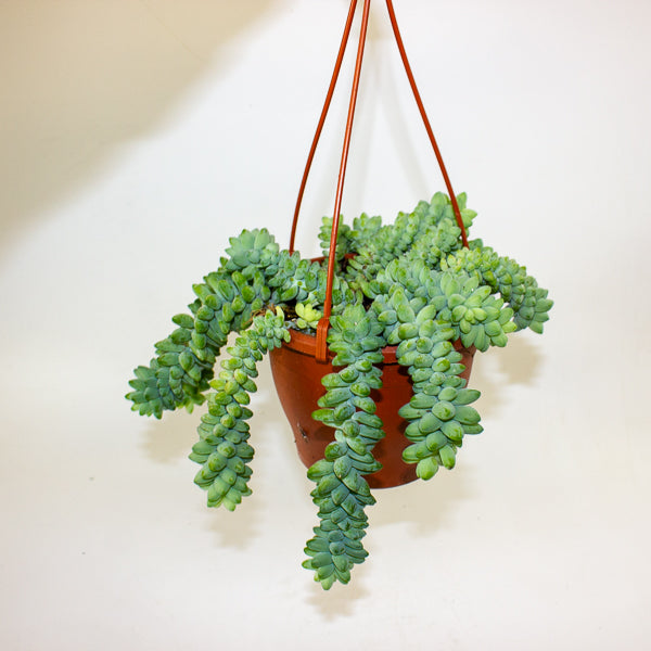 Sedum burrito 14cm H25cm