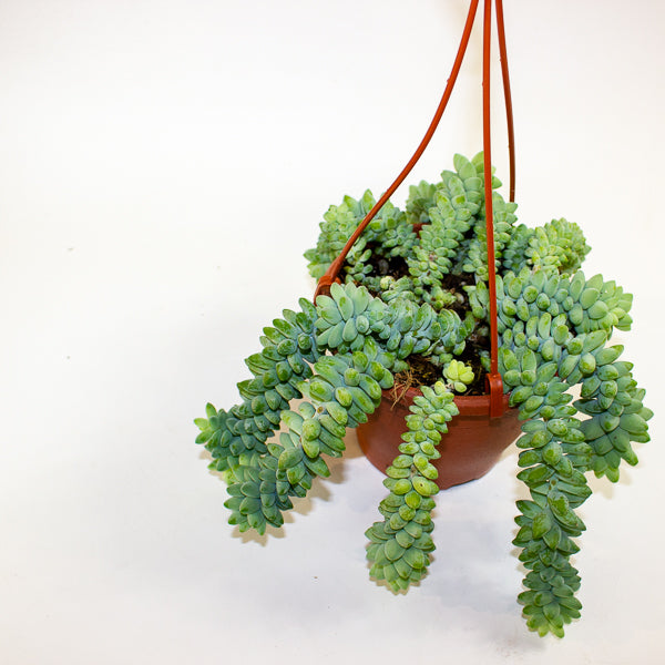 Sedum burrito 14cm H25cm