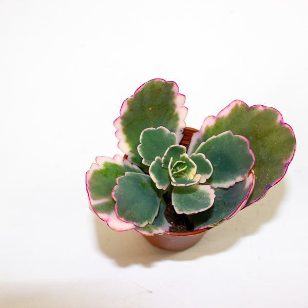 Kalanchoe fedtschenkoi 'Variegata' 5.5cm H12cm
