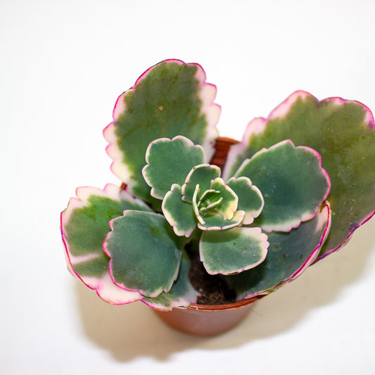 Kalanchoe fedtschenkoi 'Variegata' 5.5cm H12cm