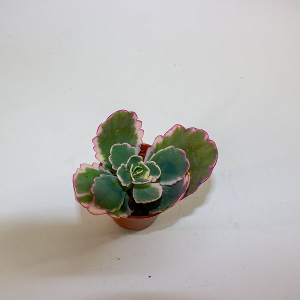 Kalanchoe fedtschenkoi 'Variegata' 5.5cm H12cm