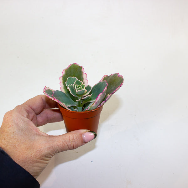 Kalanchoe fedtschenkoi 'Variegata' 5.5cm H12cm