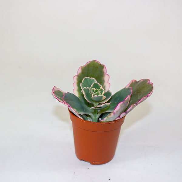 Kalanchoe fedtschenkoi 'Variegata' 5.5cm H12cm